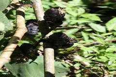 Strobilanthes luridus